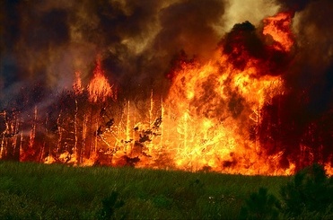 40% лесных пожаров начала лета